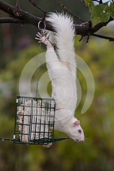 Albino squirrel hanging on suet feeder