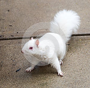 Albino Squirrel with Pink Eye and Blue Iris and Clipped Ear