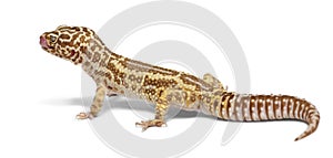 Albino Striped Leopard gecko, Eublepharis