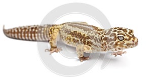 Albino Striped Leopard gecko, Eublepharis
