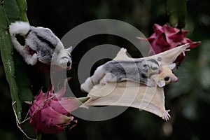 An albino sugar glider mother is gliding towards a ripe dragon fruit on a tree while holding her baby.