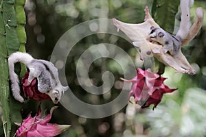 An albino sugar glider mother is gliding towards a ripe dragon fruit on a tree while holding her baby.