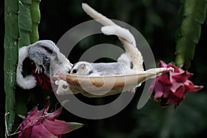 An albino sugar glider mother is gliding towards a ripe dragon fruit on a tree while holding her baby.