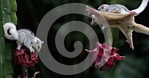 An albino sugar glider mother is gliding towards a ripe dragon fruit on a tree while holding her baby.