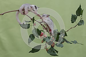 An albino sugar glider mother was looking for food on a red mulberry tree branch covered with fruit while holding her two babies.