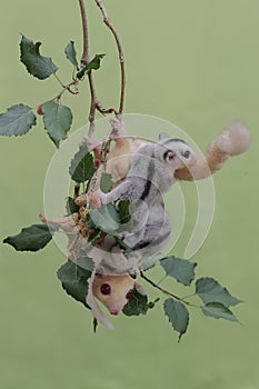An albino sugar glider mother was looking for food on a red mulberry tree branch covered with fruit while holding her two babies.