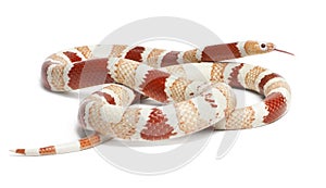 Albino Tangerine aberrant Honduran milk snake, Lampropeltis triangulum hondurensis photo