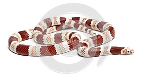 Albino Tangerine Honduran milk snake