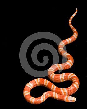 Albino Tangerine Honduran Milk Snake