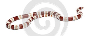 Albino Tangerine Honduran milk snake, Lampropeltis triangulum hondurensis