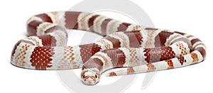 Albino Tangerine Honduran milk snake, Lampropeltis triangulum hondurensis photo