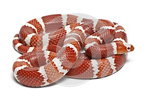 Albino Tangerine selection Honduran milk snake, Lampropeltis triangulum hondurensis