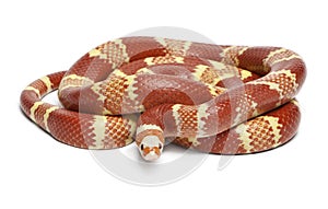 Albino Tangerine selection Honduran milk snake, Lampropeltis triangulum hondurensis