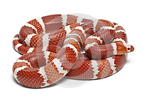 Albino Tangerine selection Honduran milk snake, Lampropeltis triangulum hondurensis photo