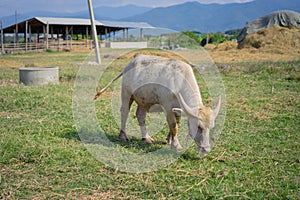 Albino Thai Buffallo