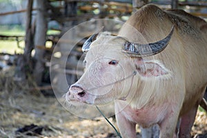 Albino Thai Buffallo