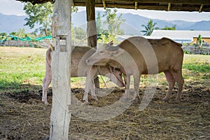 Albino Thai Buffallo and calf