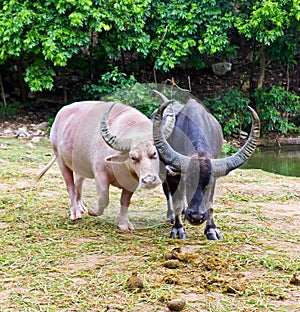 Albino and thai buffalo
