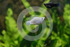 Albino tiger barb freshwater fish in a tropical aquarium in macro