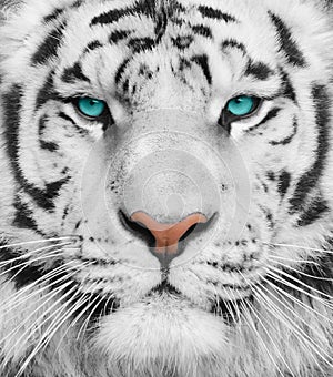 Albino tiger with beautiful turquoise eyes