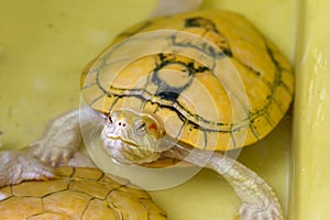 Albino tortoise