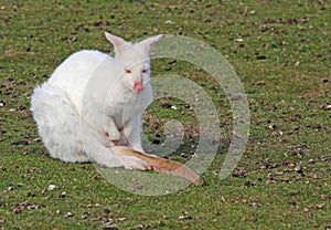 Albino wallaby