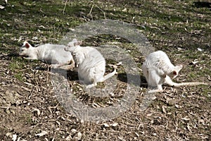 Albino wallaby 3