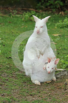 Albino wallaby