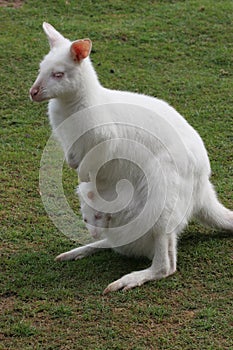 Albino Wallaby with baby in pouch