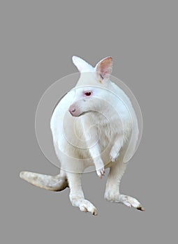 Albino wallaby isolated
