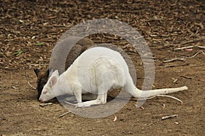 Albino wallaby specimen at Kangaroo island, Australia