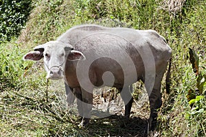 Albino Water Buffalo in China