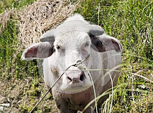 Albino Water Buffalo in China