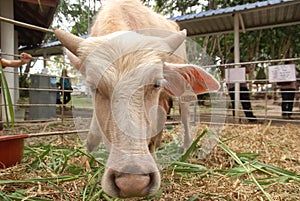 Albino water buffalo during Ginawari 2017