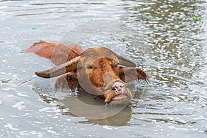 Albino water buffalo is playing and swimming in pond