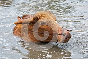 Albino water buffalo is playing and swimming in pond