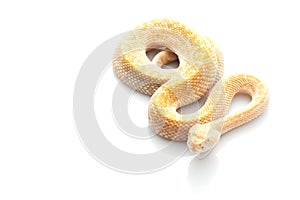 Albino Western Diamondback Rattlesnake