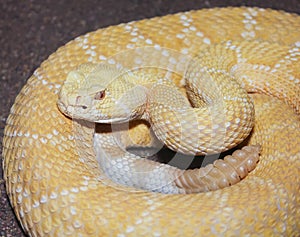 An Albino Western Diamondback Rattlesnake, Crotalus atrox