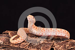 Albino Western Hognose snake in mild defensive pose