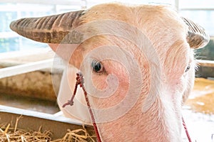 Albino white buffalo eating brown hay in its cattle stable