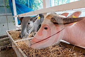 Albino white buffalo eating brown hay in its cattle stable