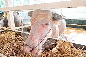 Albino white buffalo eating brown hay in its cattle stable