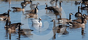 An albino white Canadian Goose amongst a gaggle of other geese