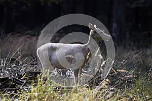 albino white deer in forest