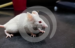 Albino white laboratory mouse on a black desk