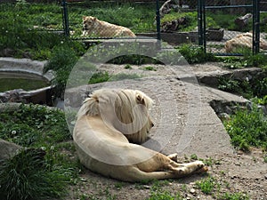 albino white lions rest in the zoo. Lion Panthera leo is a species of carnivorous mammals, one of representatives of the