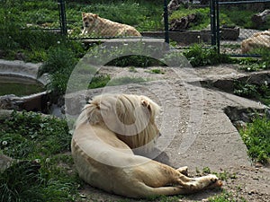 albino white lions rest in the zoo. Lion Panthera leo is a species of carnivorous mammals, one of representatives of the