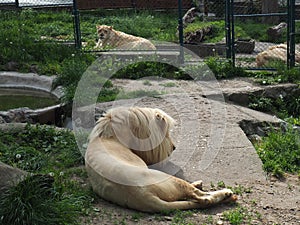 albino white lions rest in the zoo. Lion Panthera leo is a species of carnivorous mammals, one of representatives of the