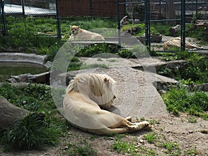 albino white lions rest in the zoo. Lion Panthera leo is a species of carnivorous mammals, one of representatives of the