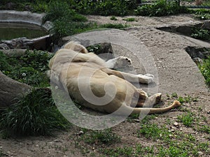 albino white lions rest in the zoo. Lion Panthera leo is a species of carnivorous mammals, one of representatives of the